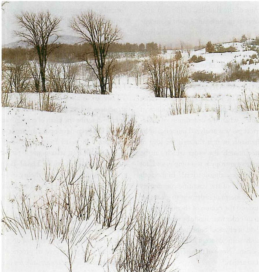 Winter landscape
