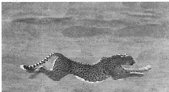 A cheetah in the glory of its life