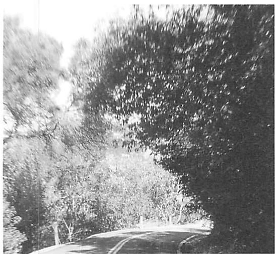 Suburban road with trees