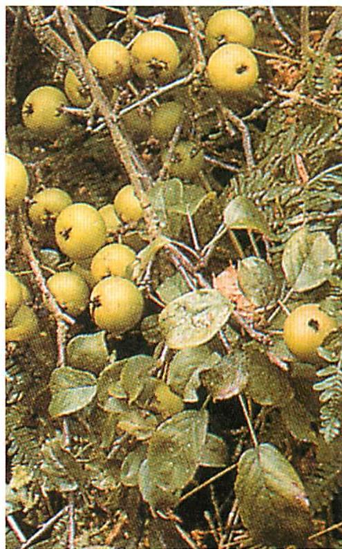 The branch of the tree, its leaves and apples and twigs