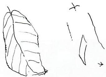 Some of the centers in the apple leaf from which the center that is the leaf is formed.