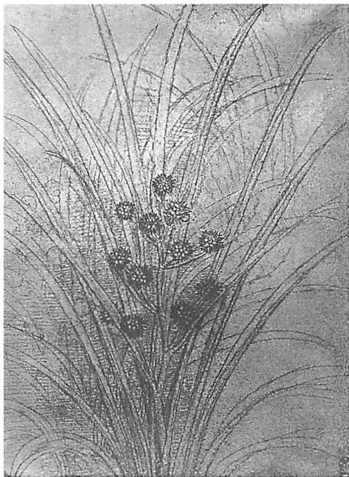 Drawing by Leonardo da Vinci