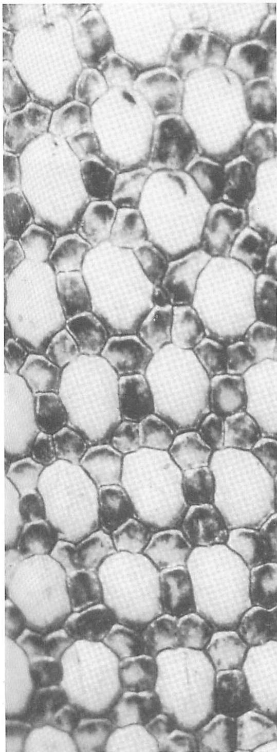 Two levels formed by the scales of an armadillo. Reasons for this structure are still speculative