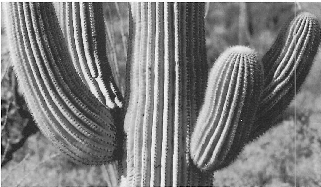 Limbs of the saguaro cactus show two levels, further differentiated by the rills on each limb, which are in turn differentiated by the spikes.