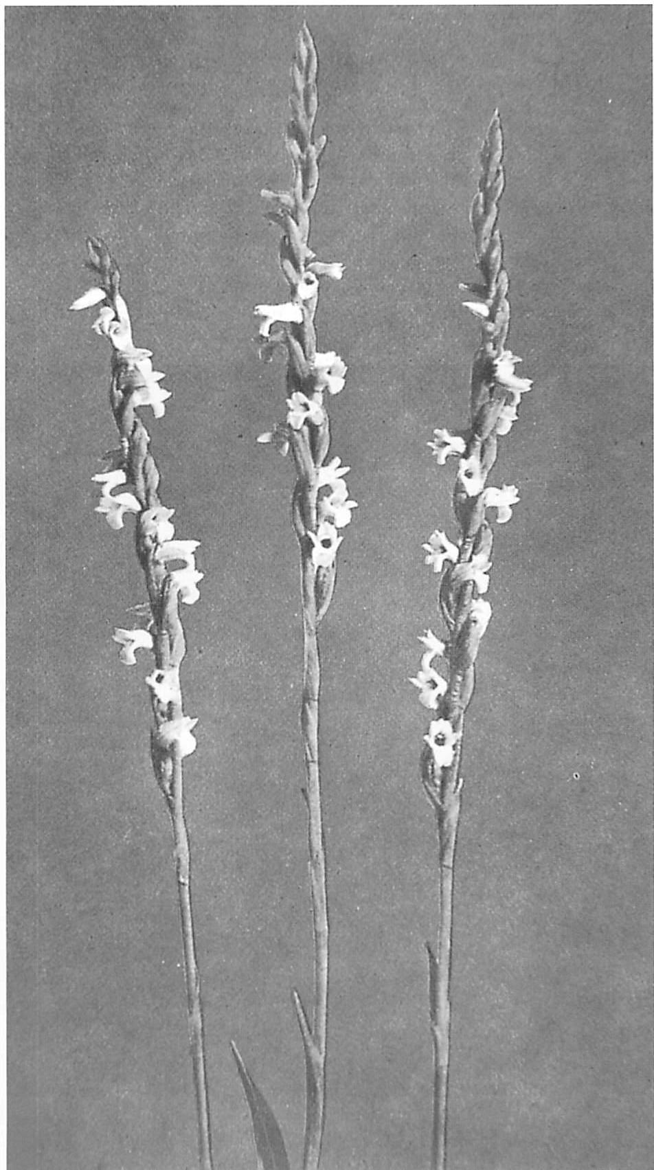 Centers formed by the spirals of a Lady's tresses orchid