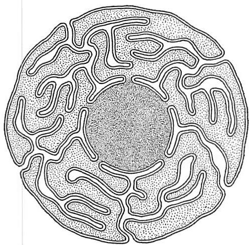 Diagram of cell showing boundary dimension in relation to the nucleus