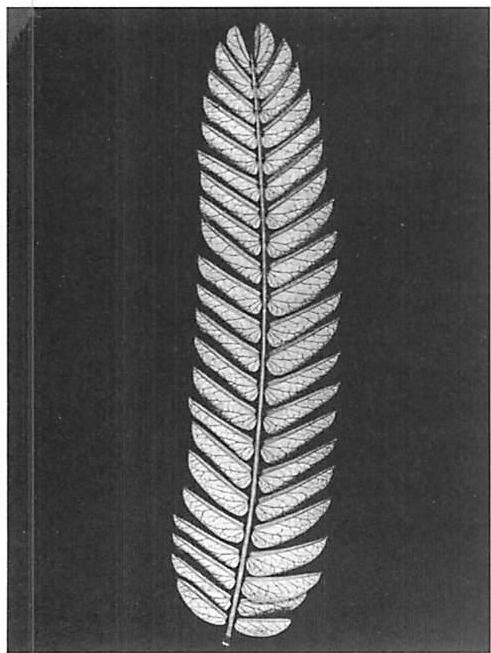 Alternating structure in a fern leaf