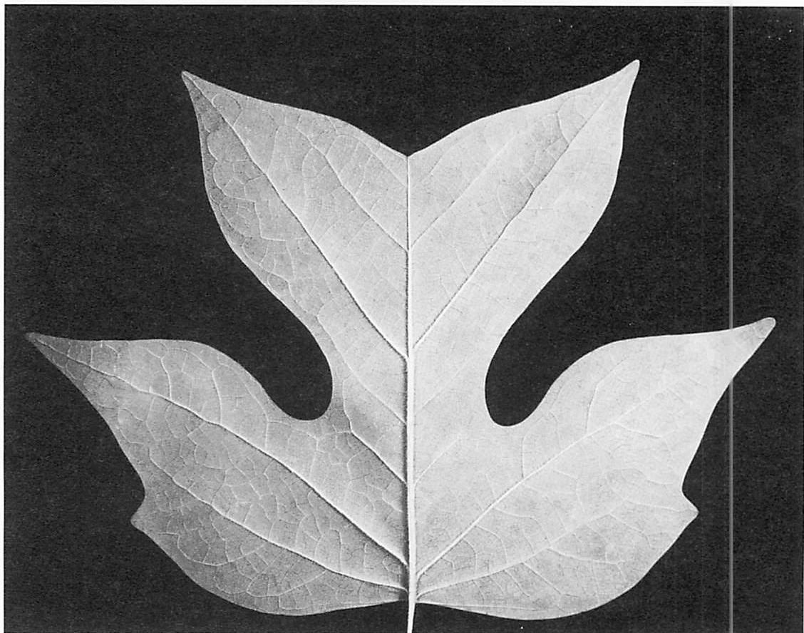 Tulip tree leaf: magnificent shape