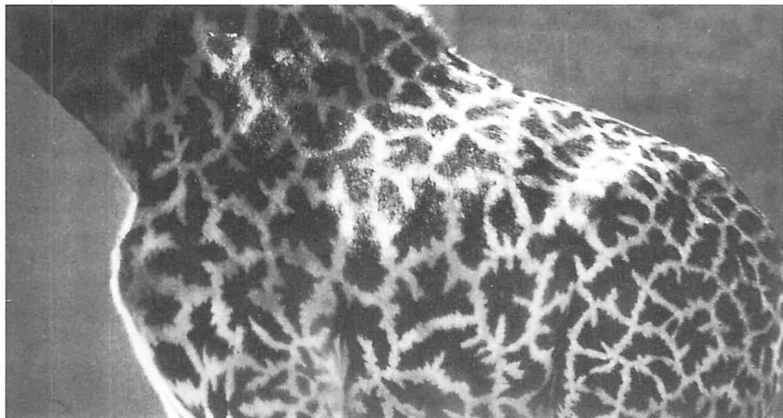The interlocking pattern on a giraffe's coat