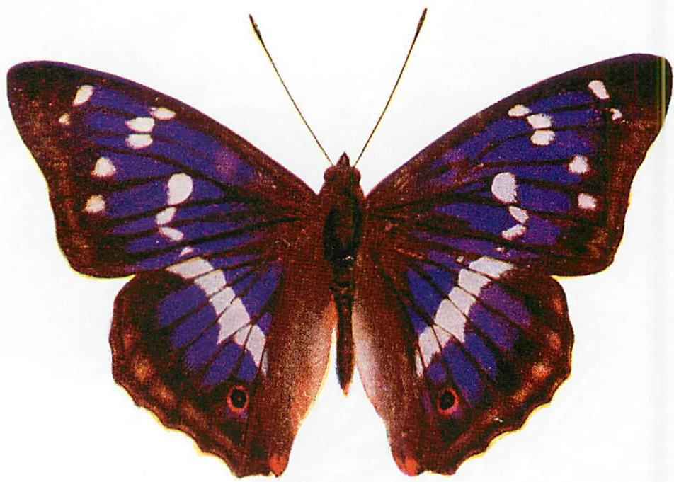 Purple Emperor butterfly