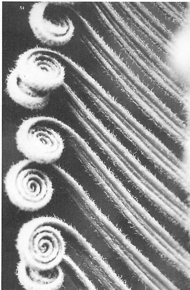 Fronds of the sago palm