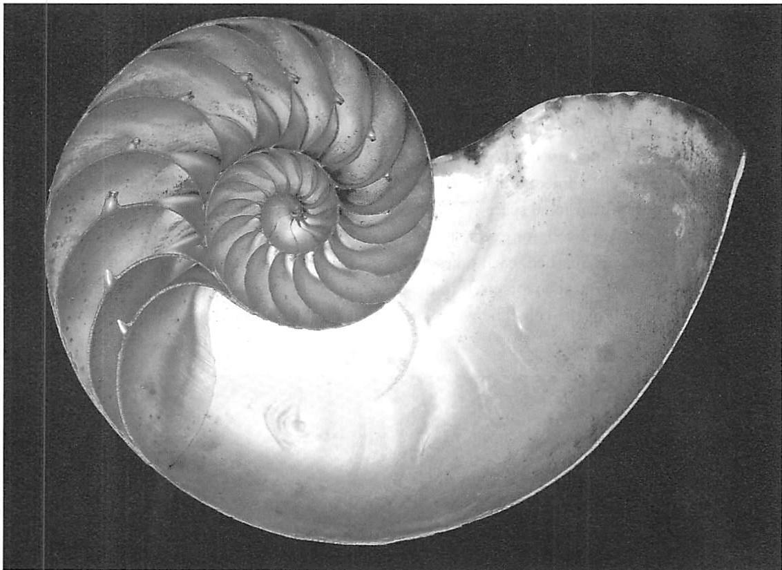 Gradients of element-size formed by growth