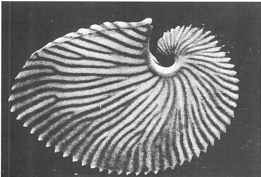 Varying groove size on the nautilus shell