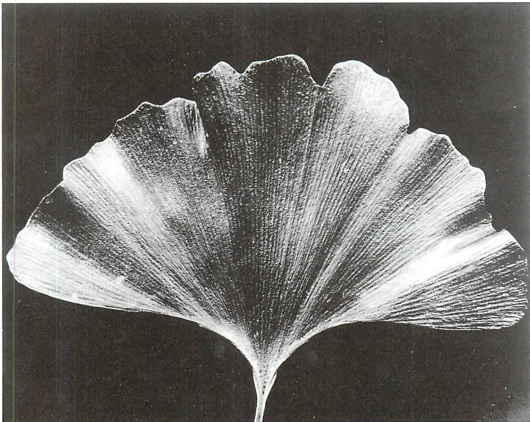 Calm of a single ginko leaf