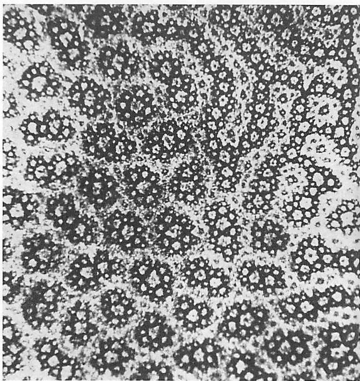 Not-separateness in magnetic domains of cobalt