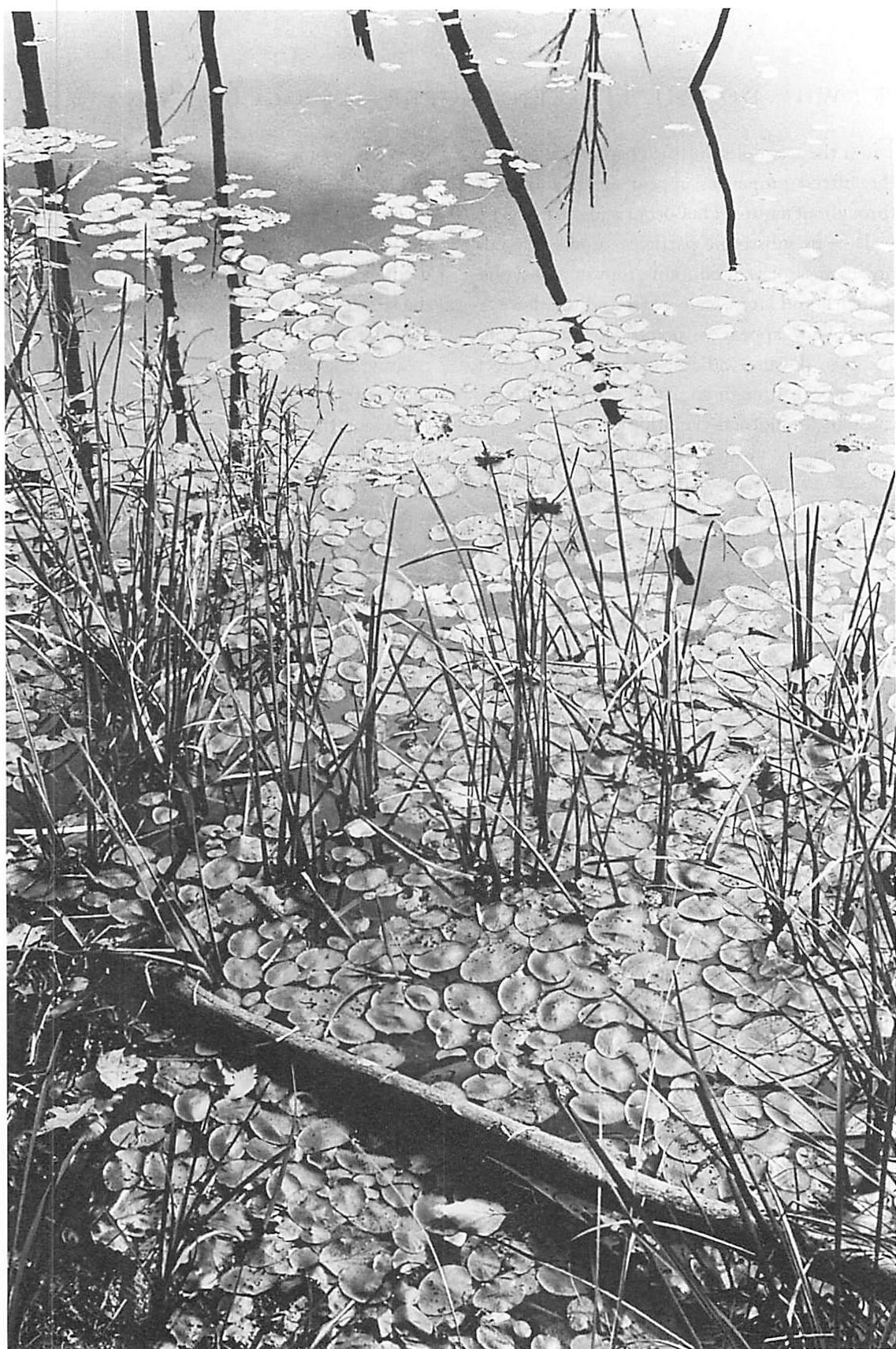 Not-separateness at the edge of a lake