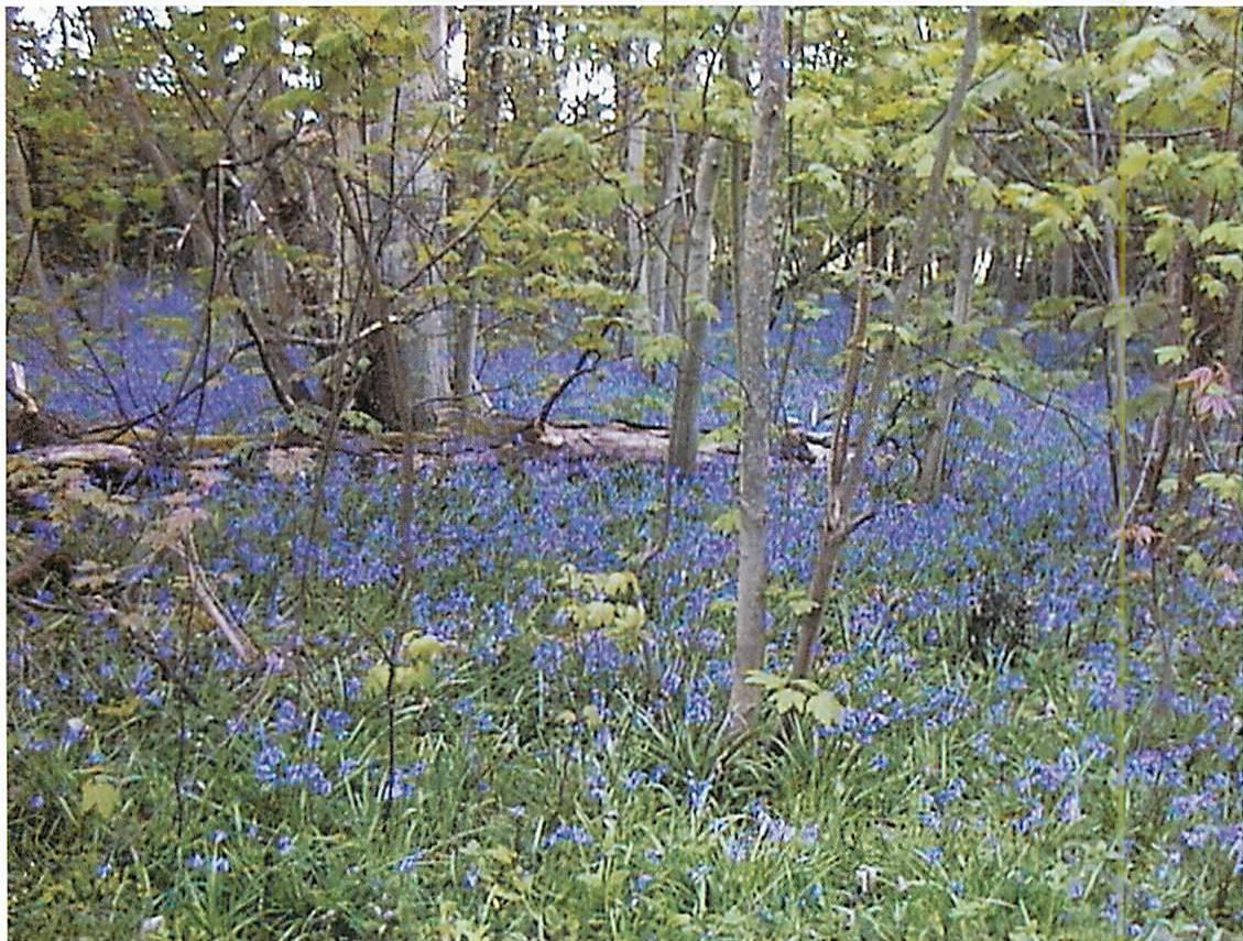 Wood with bluebells