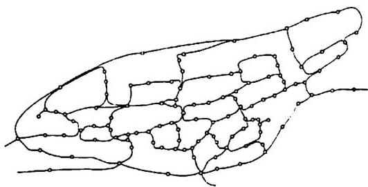 Here the circles (beads) stand for the convex spaces, while lines stand for adjacencies and path connections. This diagram shows twenty nine beady-ring structures in the village—the primary source, as Hillier and Hanson show, of the social cohesion and social interaction forms that occur in the village.