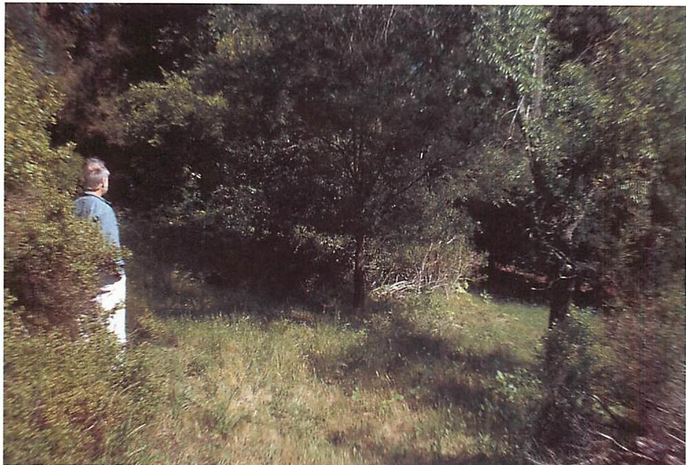 Meadow in the Berkeley hills, mown and taken care of by Bill McClung, 1996