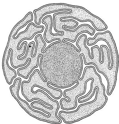 Boundary formed by cytological process in a mammalian cell