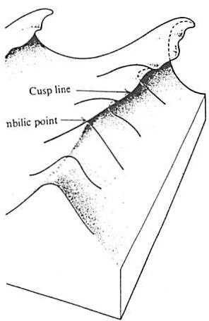 René Thom's diagram of a breaking wave, showing the smooth appearance of the catastrophe