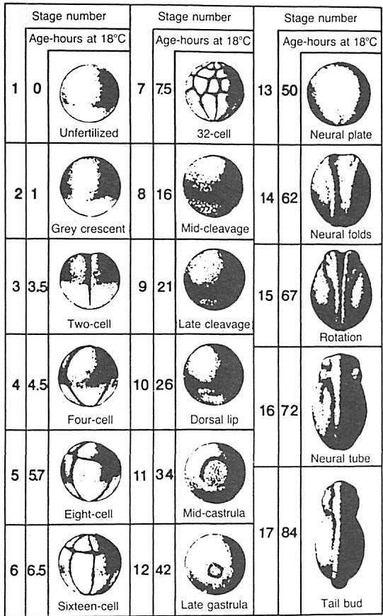 Seventeen stages in the development of a frog's embryo