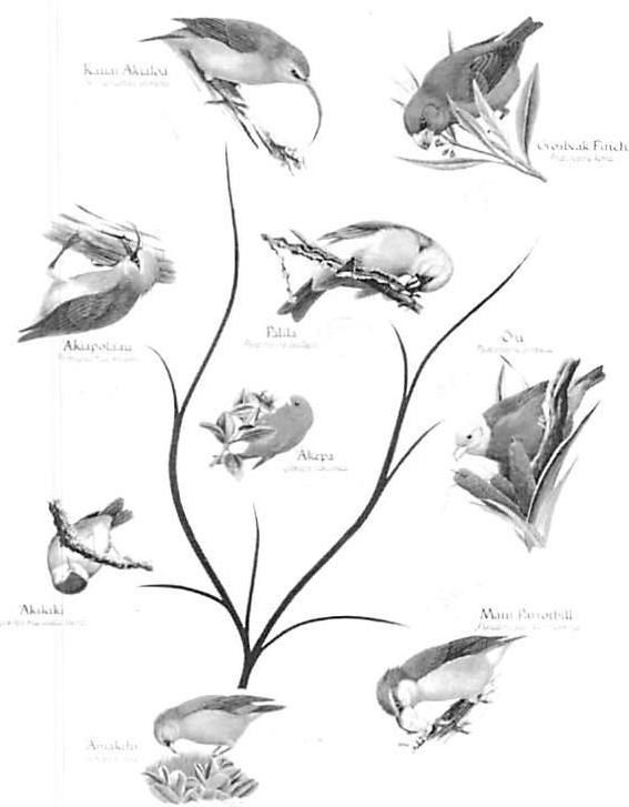 Evolutionary tree of Hawaiian finches