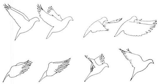 Sequence of positions in the flight of a pigeon. Here again, the wholeness unfolds smoothly: each wing position evolves smoothly from the structure of the previous state.
