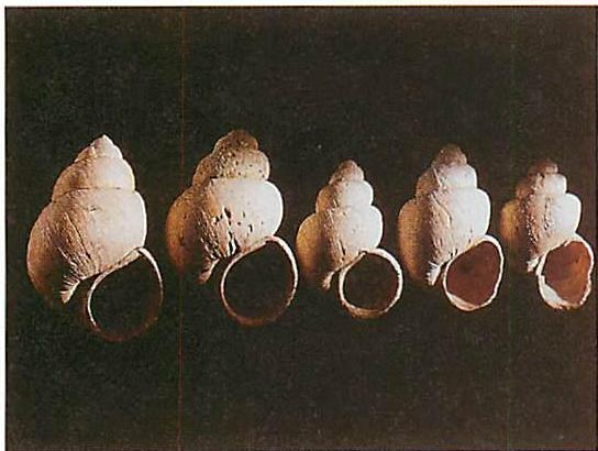 Stages in the evolution from one species of mollusk to another. See the comment under 