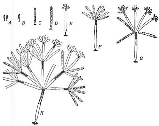 Buds sprouting in Golden algae, step by step, in such a fashion that the structure of the previous stage is always preserved