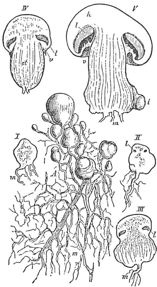 Development of a common mushroom