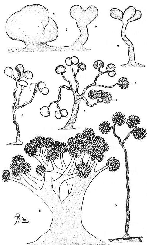 Growth of a bacterium