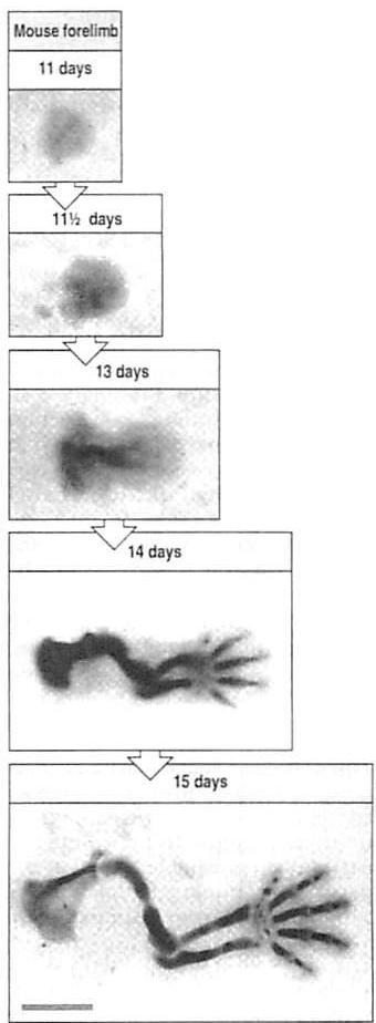 Development of mouse foot