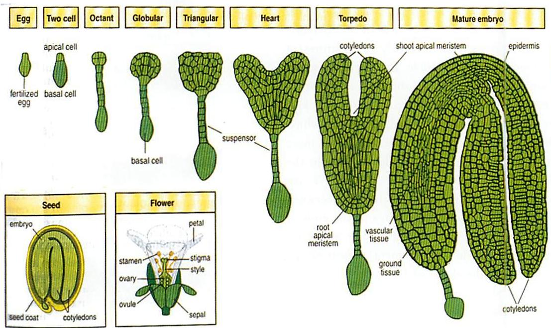 Development of an angiosperm seed: Shepherd's Purse