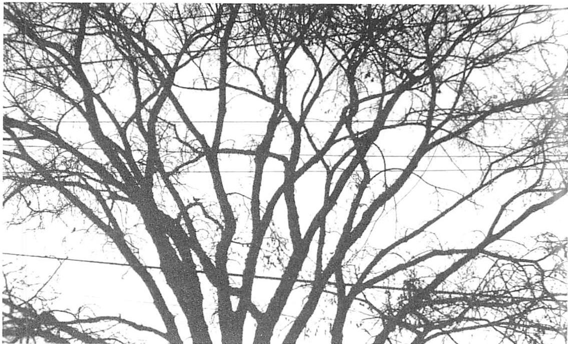 Elm tree branches with constant branching angle