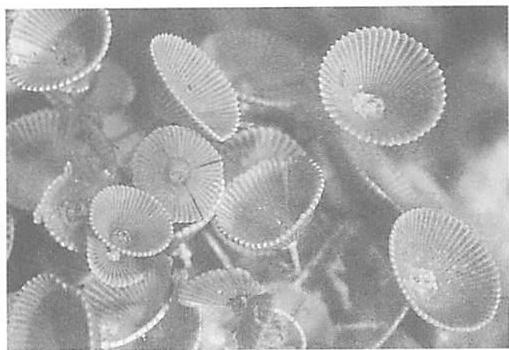 Acetabularia: the algae studied by Brian Goodwin