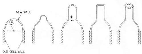 Sequence of changes needed to form the characteristic whorl at the tip of Acetabularia: sectional view
