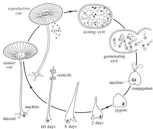 Life cycle of Acetabularia