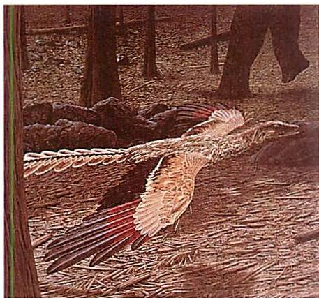 Artist's reconstruction of Archaeopteryx—a dinosaur-like creature found in Jurassic limestone together with fossilized feathers, and believed to be the first feathered bird