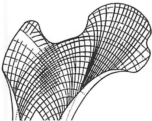 Lines of tension and compression in the bone are perfectly orthogonal: thus making the bone almost perfectly efficient. This is accomplished because the bone always adds material where the strain is greatest.