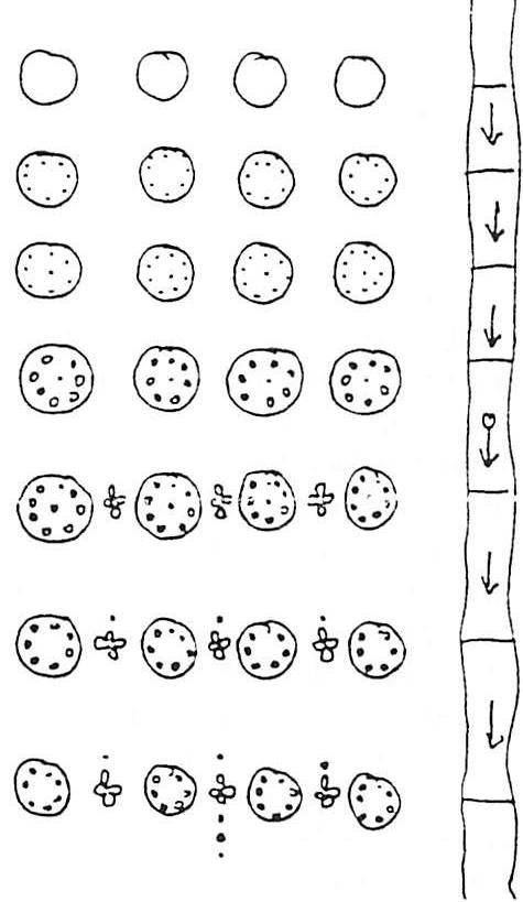 A sequence of structure-preserving transformations