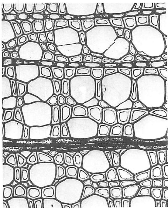 POSITIVE SPACE in the cell structure of wood tissue