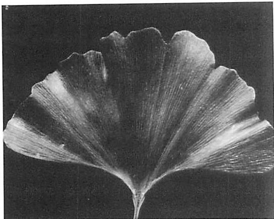 GOOD SHAPE of a single Ginkgo leaf