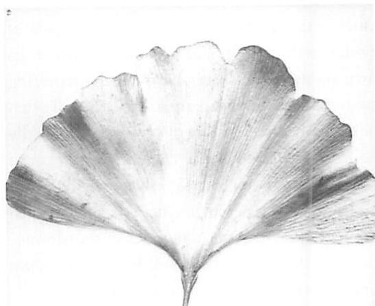 The centers which form in the growing Ginkgo leaf. It is the formation and strengthening of these centers which then create a beautiful form, and GOOD SHAPE in the leaf.