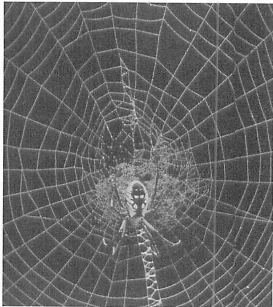 GRADIENTS in a spider's web