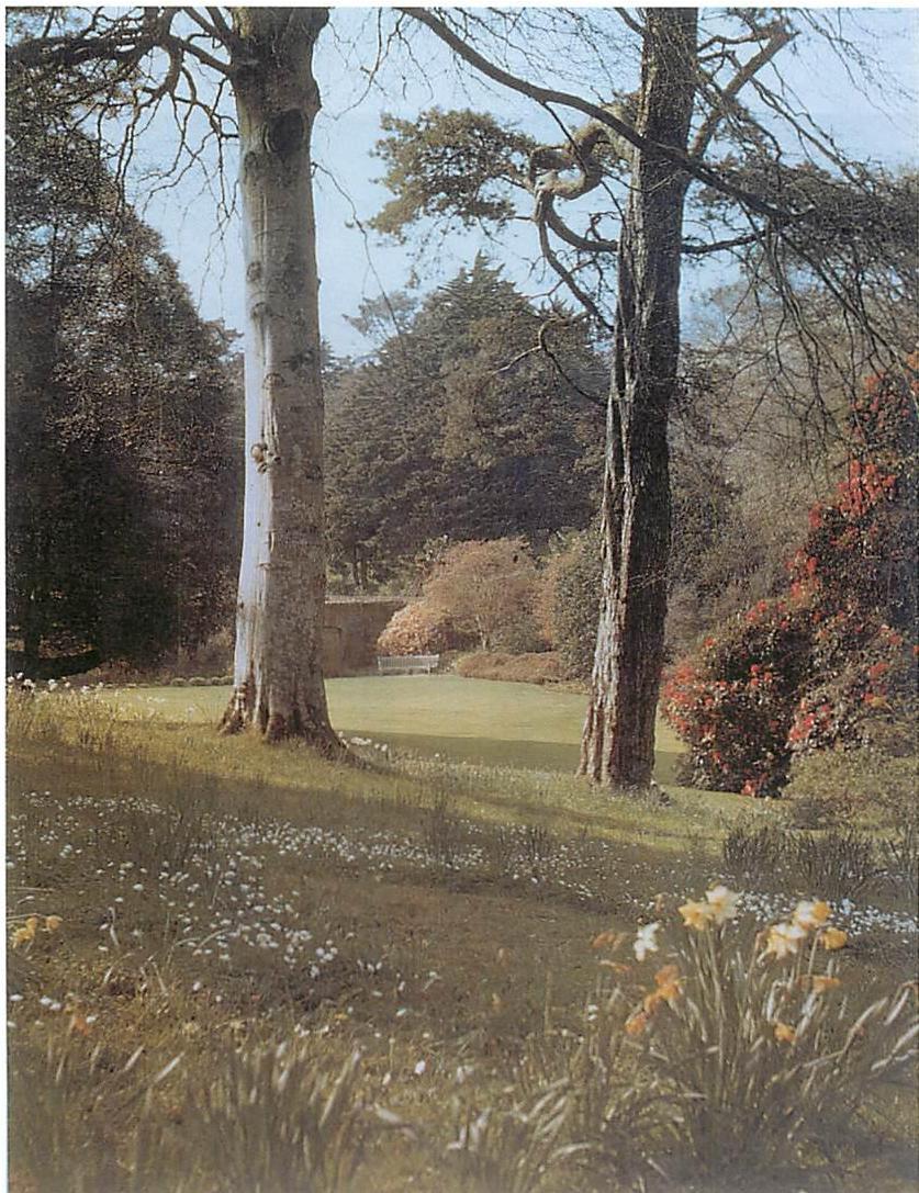 The love of the landscape—hedges, trees, and fields—makes it possible to grow these hedges, just as they have to be, as an extension of the land.