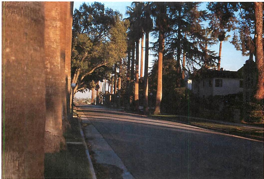 Pasadena: a street with beautiful trees, and a definite wholeness formed by the trees and sidewalks