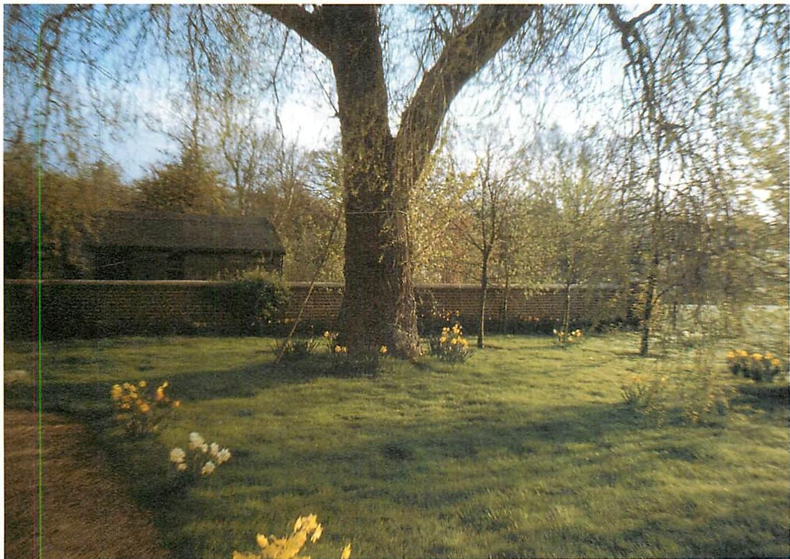 Daffodils at Meadow Lodge, Sussex. I planted these daffodils to enhance the lawns, all around the edges of the lawns, where lawn meets driveways and path. They form the most beautiful boundary, in spring, adding to the life of the lawn. It is something quite wonderful.