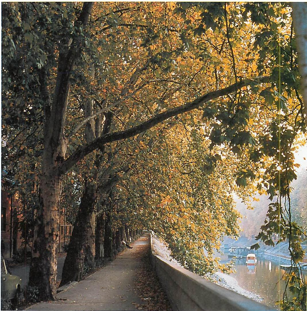The walk along the Danube Canal, Esztergom, Hungary. The trees were planted around 1920. The walk itself is made of concrete, and was built around 1950. The whole fits together with the river almost perfectly.