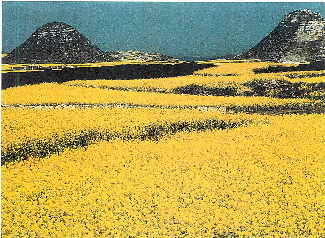 Fields of rape in Guizhou province, China, 1990